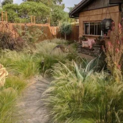 Pony Tails Mexican Feather Grass - Stipa Tennuissima - 6 Pack Of 1 Gallon Pots 21 Pony Tails Mexican Feather Grass - Stipa Tennuissima - 6 Pack Of 1 Gallon Pots -Green Garden Outdoor Shop stipa tenuissima ponytails mexican feather grass 115