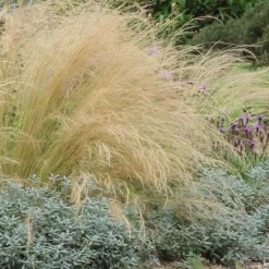 Pony Tails Mexican Feather Grass - Stipa Tennuissima - 6 Pack Of 1 Gallon Pots 19 Pony Tails Mexican Feather Grass - Stipa Tennuissima - 6 Pack Of 1 Gallon Pots -Green Garden Outdoor Shop stipa tenuissima ponytails mexican feather grass 117