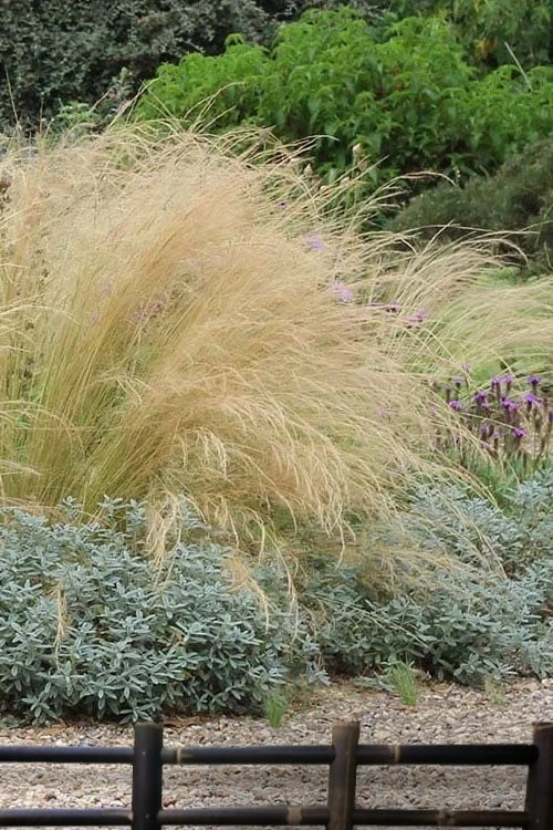 Pony Tails Mexican Feather Grass - Stipa Tennuissima - 6 Pack Of 1 Gallon Pots 9 Pony Tails Mexican Feather Grass - Stipa Tennuissima - 6 Pack Of 1 Gallon Pots - Image 9