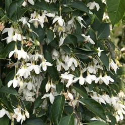 Fragrant Fountain Weeping Japanese Snowbell Tree - 5 Gallon Pot -Green Garden Outdoor Shop styrax japonica fragrant fountain weeping japanese snowbell tree 4