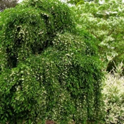 Fragrant Fountain Weeping Japanese Snowbell Tree - 5 Gallon Pot -Green Garden Outdoor Shop styrax japonica fragrant fountain weeping japanese snowbell tree 5