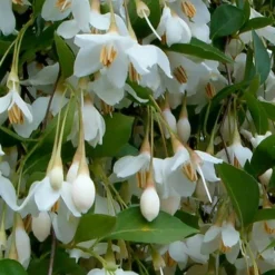 Fragrant Fountain Weeping Japanese Snowbell Tree - 7 Gallon Pot 15 Fragrant Fountain Weeping Japanese Snowbell Tree - 7 Gallon Pot -Green Garden Outdoor Shop styrax japonica fragrant fountain weeping japanese snowbell tree 6 1