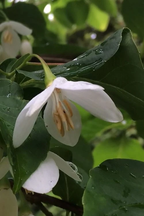 Fragrant Fountain Weeping Japanese Snowbell Tree - 7 Gallon Pot 8 Fragrant Fountain Weeping Japanese Snowbell Tree - 7 Gallon Pot - Image 8