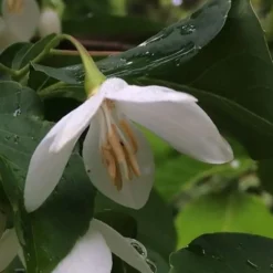 Fragrant Fountain Weeping Japanese Snowbell Tree - 5 Gallon Pot -Green Garden Outdoor Shop styrax japonica fragrant fountain weeping japanese snowbell tree 7