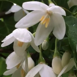 Fragrant Fountain Weeping Japanese Snowbell Tree - 5 Gallon Pot -Green Garden Outdoor Shop styrax japonica fragrant fountain weeping japanese snowbell tree 8