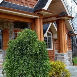 Fragrant Fountain Weeping Japanese Snowbell Tree - 7 Gallon Pot 12 Fragrant Fountain Weeping Japanese Snowbell Tree - 7 Gallon Pot -Green Garden Outdoor Shop styrax japonica fragrant fountain weeping japanese snowbell tree 9 1