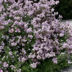 Palibin Dwarf Lilac Bush - 3 Gallon Pot