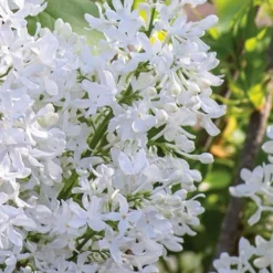 New Age White Lilac (Syringa) - 3 Gallon Pot