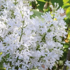 New Age White Lilac (Syringa) - 3 Gallon Pot -Green Garden Outdoor Shop syringa new age lavender white 2