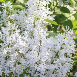 New Age White Lilac (Syringa) - 3 Gallon Pot -Green Garden Outdoor Shop syringa new age lavender white 3