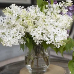 New Age White Lilac (Syringa) - 3 Gallon Pot -Green Garden Outdoor Shop syringa new age lavender white 4