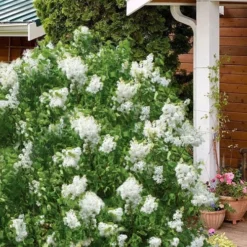 New Age White Lilac (Syringa) - 3 Gallon Pot -Green Garden Outdoor Shop syringa new age lavender white 6