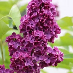 Ludwig Spaeth French Lilac (Syringa) - 1 Gallon Pot