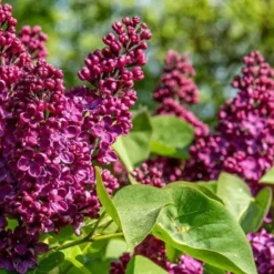 Ludwig Spaeth French Lilac (Syringa) - 1 Gallon Pot 6 Ludwig Spaeth French Lilac (Syringa) - 1 Gallon Pot -Green Garden Outdoor Shop syringa vulgaris ludwig spaeth lilac 4