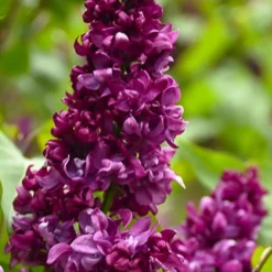 Monge French Lilac (Syringa) - 3 Gallon Pot