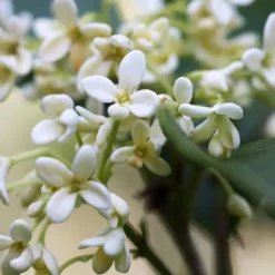 Fragrant White Tea Olive - 7 Gallon Pot (3-4') 10 Fragrant White Tea Olive - 7 Gallon Pot (3-4') -Green Garden Outdoor Shop tea olive flowers closeup 1