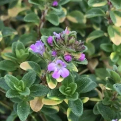 Doone Valley Thyme - 6 Pack Of Pink Pots 11 Doone Valley Thyme - 6 Pack Of Pink Pots -Green Garden Outdoor Shop thyme doone valley 500x750 1