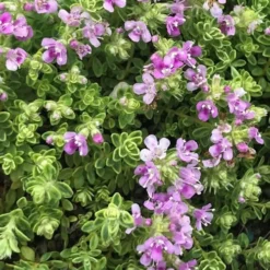 Highland Cream Creeping Thyme - 5 Pack Of Quart Pots -Green Garden Outdoor Shop thyme highland cream 500x750 1