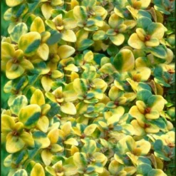 Doone Valley Thyme - 6 Pack Of Pink Pots 9 Doone Valley Thyme - 6 Pack Of Pink Pots -Green Garden Outdoor Shop thymus citriodorus doone valley 2