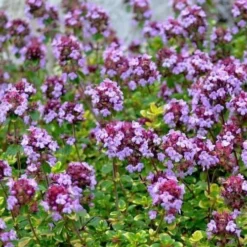 Doone Valley Thyme - 6 Pack Of Pink Pots 10 Doone Valley Thyme - 6 Pack Of Pink Pots -Green Garden Outdoor Shop thymus citriodorus doone valley 3