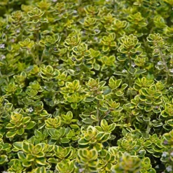 Golden Lemon Thyme - Thymus Citriodorus 'Aurea') - 5 Pack Of Quart Pots -Green Garden Outdoor Shop thymus citriodorus golden lemon thyme 3