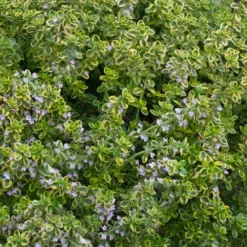 Golden Lemon Thyme - Thymus Citriodorus 'Aurea') - 5 Pack Of Quart Pots -Green Garden Outdoor Shop thymus citriodorus golden lemon thyme 4