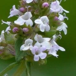 Lemon Thyme (Thymus Citriodorus) - 6 Pack Of Pint Pots -Green Garden Outdoor Shop thymus citriodorus lemon thyme 1