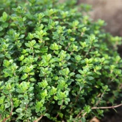 Lemon Thyme (Thymus Citriodorus) - 6 Pack Of Pint Pots -Green Garden Outdoor Shop thymus citriodorus lemon thyme 3