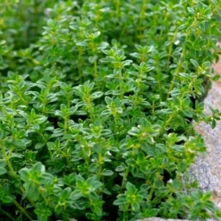 Lemon Thyme (Thymus Citriodorus) - 6 Pack Of Pint Pots