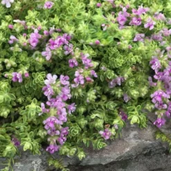 Highland Cream Creeping Thyme - 5 Pack Of Quart Pots -Green Garden Outdoor Shop thymus praecox highland creeping thyme 1