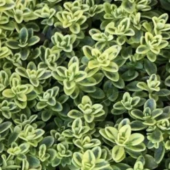 Highland Cream Creeping Thyme - 5 Pack Of Quart Pots -Green Garden Outdoor Shop thymus praecox highland creeping thyme 4