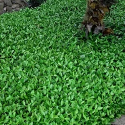 Asian Jasmine (Trachelospermum Asiaticum) - 72 Pack Of 3.5" Pint Pots -Green Garden Outdoor Shop trachelospermum asiaticum asian jasmine 3