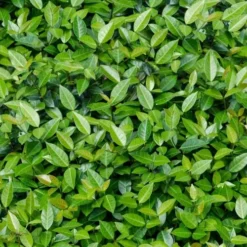 Asian Jasmine (Trachelospermum Asiaticum) - 72 Pack Of 3.5" Pint Pots -Green Garden Outdoor Shop trachelospermum asiaticum asian jasmine 6