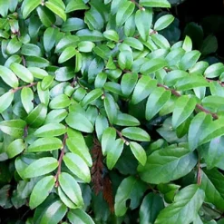 Evergreen Huckleberry (Vaccinium Ovatum) -3 Gallon Pot 17 Evergreen Huckleberry (Vaccinium Ovatum) -3 Gallon Pot -Green Garden Outdoor Shop vaccinium ovatum evergreen huckleberry 12