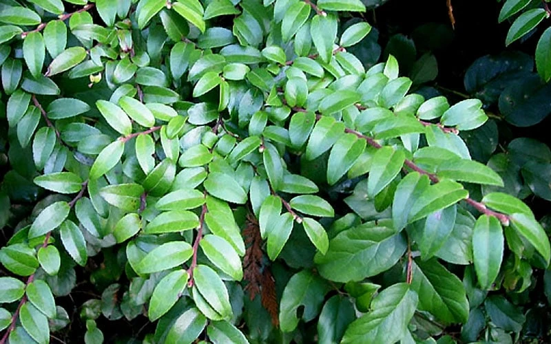 Evergreen Huckleberry (Vaccinium Ovatum) -3 Gallon Pot 8 Evergreen Huckleberry (Vaccinium Ovatum) -3 Gallon Pot - Image 8