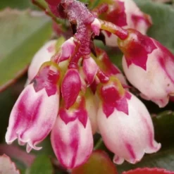 Evergreen Huckleberry (Vaccinium Ovatum) -3 Gallon Pot 16 Evergreen Huckleberry (Vaccinium Ovatum) -3 Gallon Pot -Green Garden Outdoor Shop vaccinium ovatum evergreen huckleberry 4