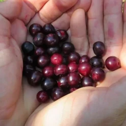 Evergreen Huckleberry (Vaccinium Ovatum) -3 Gallon Pot 13 Evergreen Huckleberry (Vaccinium Ovatum) -3 Gallon Pot -Green Garden Outdoor Shop vaccinium ovatum evergreen huckleberry 5