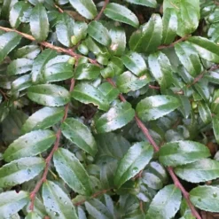 Evergreen Huckleberry (Vaccinium Ovatum) -3 Gallon Pot 18 Evergreen Huckleberry (Vaccinium Ovatum) -3 Gallon Pot -Green Garden Outdoor Shop vaccinium ovatum evergreen huckleberry 7