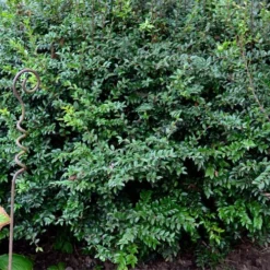 Evergreen Huckleberry (Vaccinium Ovatum) -3 Gallon Pot 19 Evergreen Huckleberry (Vaccinium Ovatum) -3 Gallon Pot -Green Garden Outdoor Shop vaccinium ovatum evergreen huckleberry 9