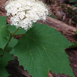Maple Leaf Viburnum - 1 Gallon Pot -Green Garden Outdoor Shop viburnum acerifolium maple leaf 1