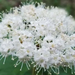 Maple Leaf Viburnum - 3 Gallon Pot -Green Garden Outdoor Shop viburnum acerifolium maple leaf 15 2