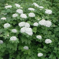 Maple Leaf Viburnum - 3 Gallon Pot -Green Garden Outdoor Shop viburnum acerifolium maple leaf 16 2