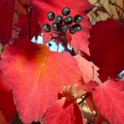 Maple Leaf Viburnum - 1 Gallon Pot -Green Garden Outdoor Shop viburnum acerifolium maple leaf 2