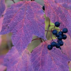 Maple Leaf Viburnum - 3 Gallon Pot -Green Garden Outdoor Shop viburnum acerifolium maple leaf 3 2