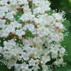 Maple Leaf Viburnum - 3 Gallon Pot -Green Garden Outdoor Shop viburnum acerifolium maple leaf 6 2