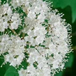 Maple Leaf Viburnum - 1 Gallon Pot -Green Garden Outdoor Shop viburnum acerifolium maple leaf 7