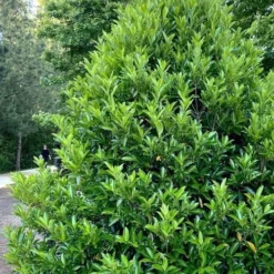 Mirror Leaf Sweet Viburnum - 7 Gallon Pot (3-4') 8 Mirror Leaf Sweet Viburnum - 7 Gallon Pot (3-4') -Green Garden Outdoor Shop viburnum awabuki chindo 3