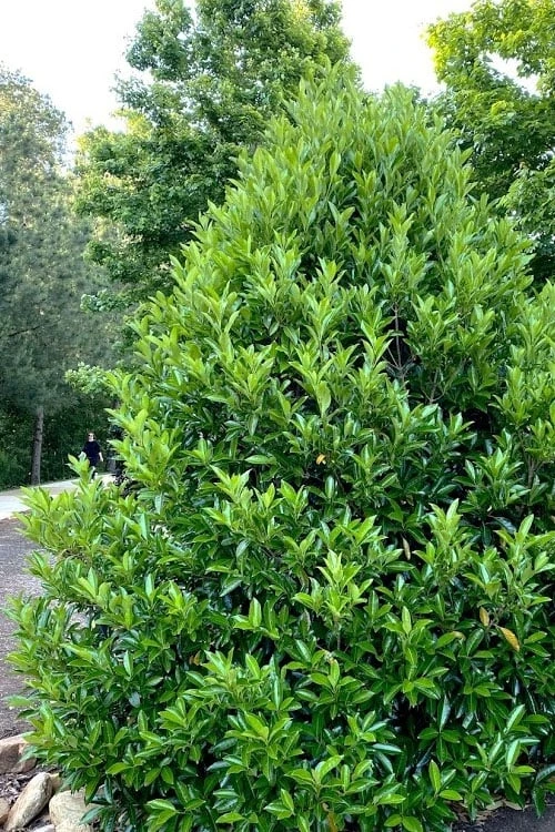 Mirror Leaf Sweet Viburnum - 7 Gallon Pot (3-4') 4 Mirror Leaf Sweet Viburnum - 7 Gallon Pot (3-4') - Image 4