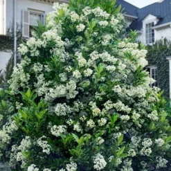 Mirror Leaf Sweet Viburnum - 7 Gallon Pot (3-4')