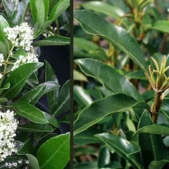 Mirror Leaf Sweet Viburnum - 7 Gallon Pot (3-4') 9 Mirror Leaf Sweet Viburnum - 7 Gallon Pot (3-4') -Green Garden Outdoor Shop viburnum awabuki chindo 4